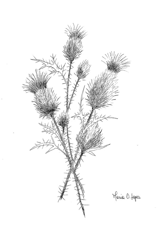 Chardons